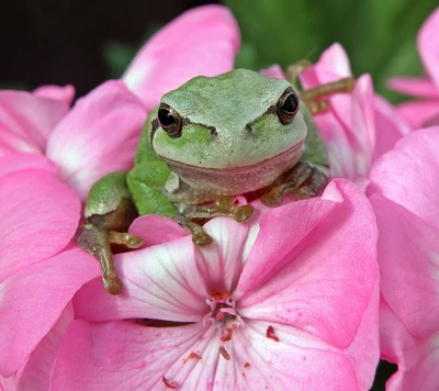 frosch, laubfrosch