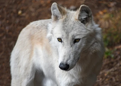 Primer plano de un perro lobo checoslovaco con ojos amarillos llamativos, mostrando sus características caninas salvajes.