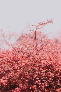 Vibrant Cherry Blossom Branches in Full Bloom