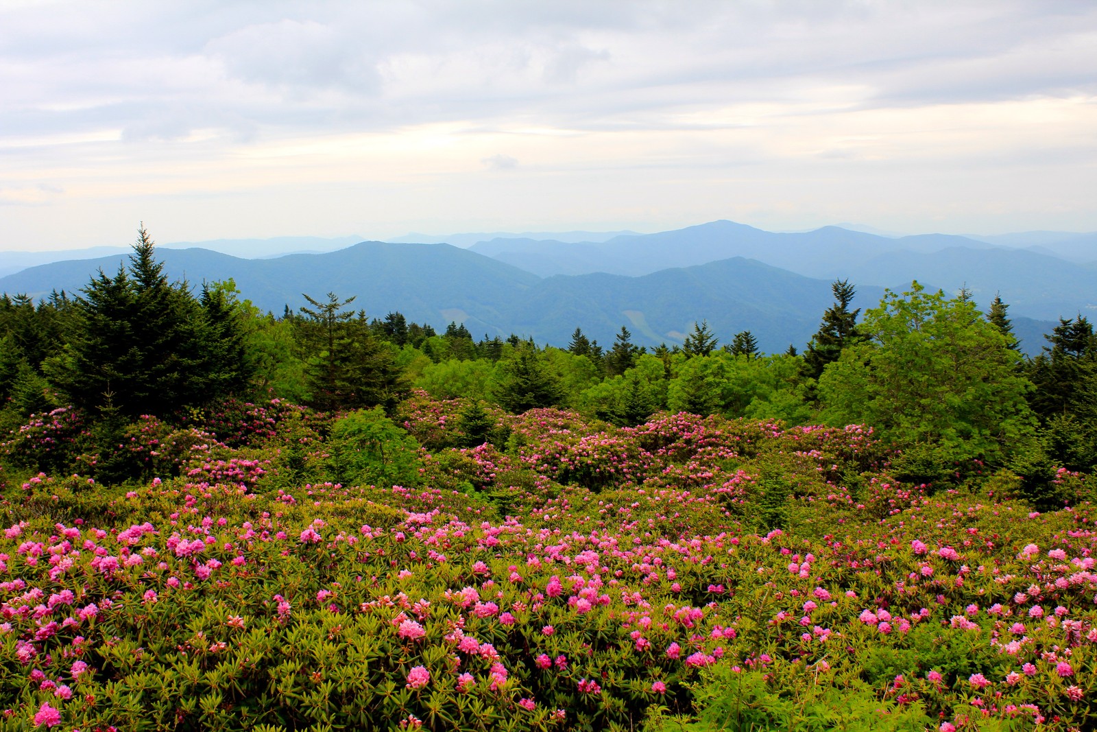 Uma vista de um campo de flores com montanhas ao fundo (natureza, vegetação, flor, paisagem natural, wild)