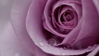 Primer plano de una rosa violeta rosa con gotas de rocío