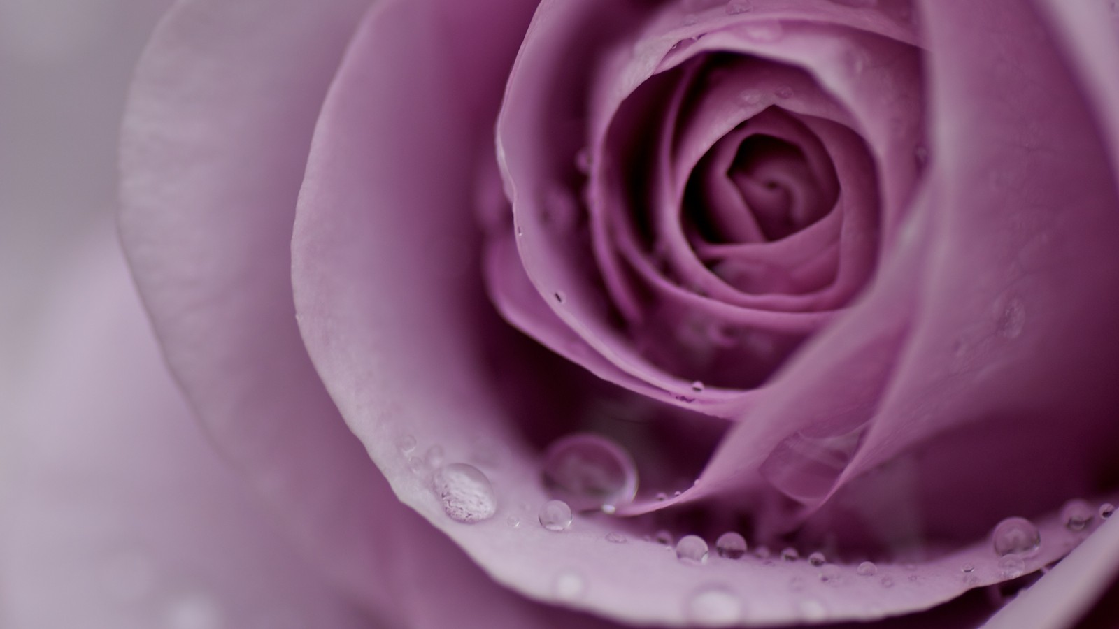 flower, rose family, pink, close up, violet wallpaper