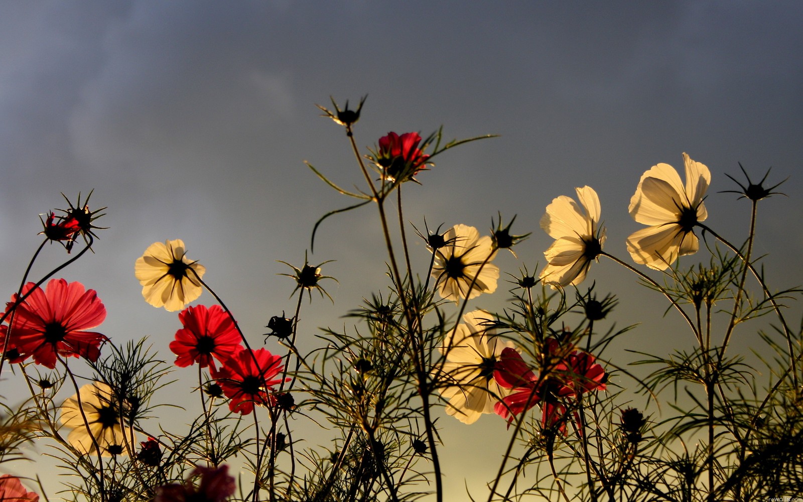 Des fleurs dans un champ avec un ciel nuageux en arrière-plan (plante à fleurs, fleur, plante, fleur sauvage, printemps)