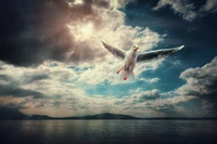 Seagull Soaring in Sunlit Sky Among Clouds