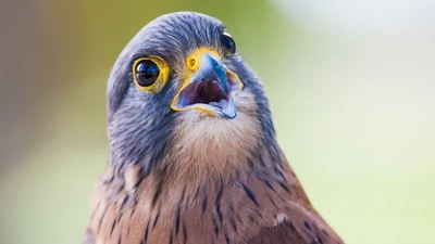 Close-up de uma ave de rapina com olhos marcantes e penas detalhadas, exibindo seu bico e características expressivas.