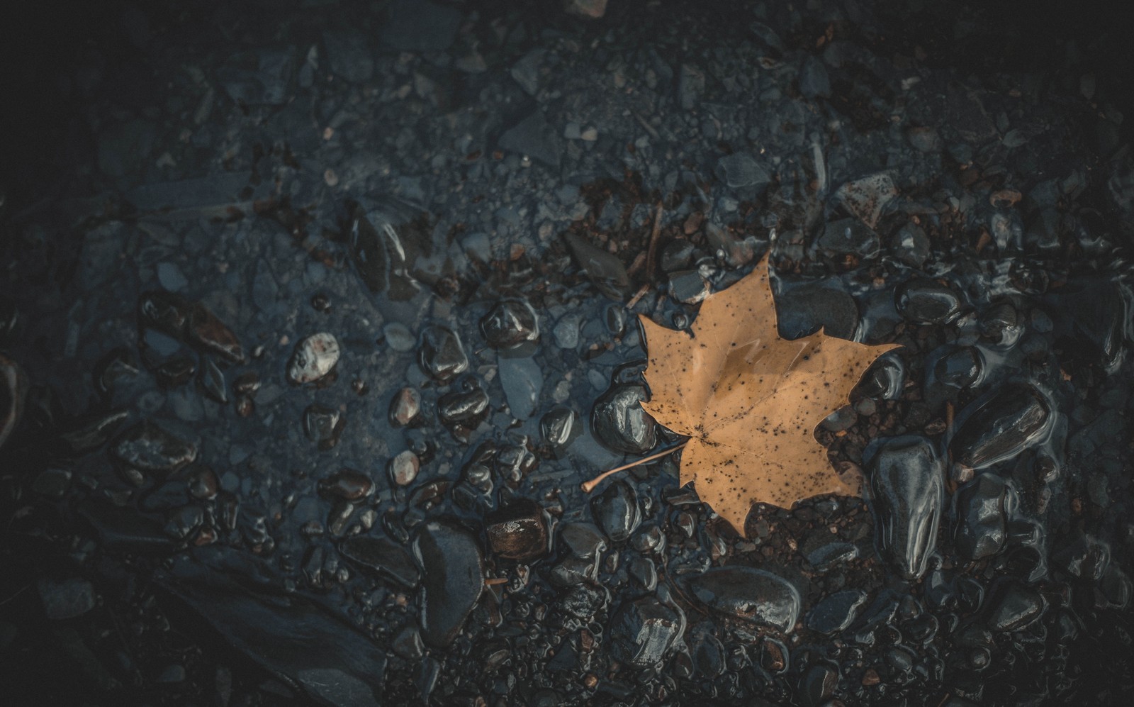 leaf, maple leaf, black, water, brown wallpaper