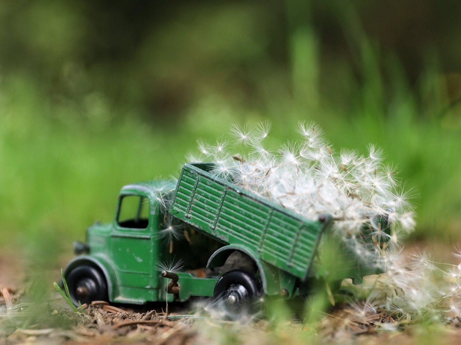 Um caminhão de brinquedo verde com dente de leão na parte de trás (brinquedos, veículo motorizado, gramado, off road)