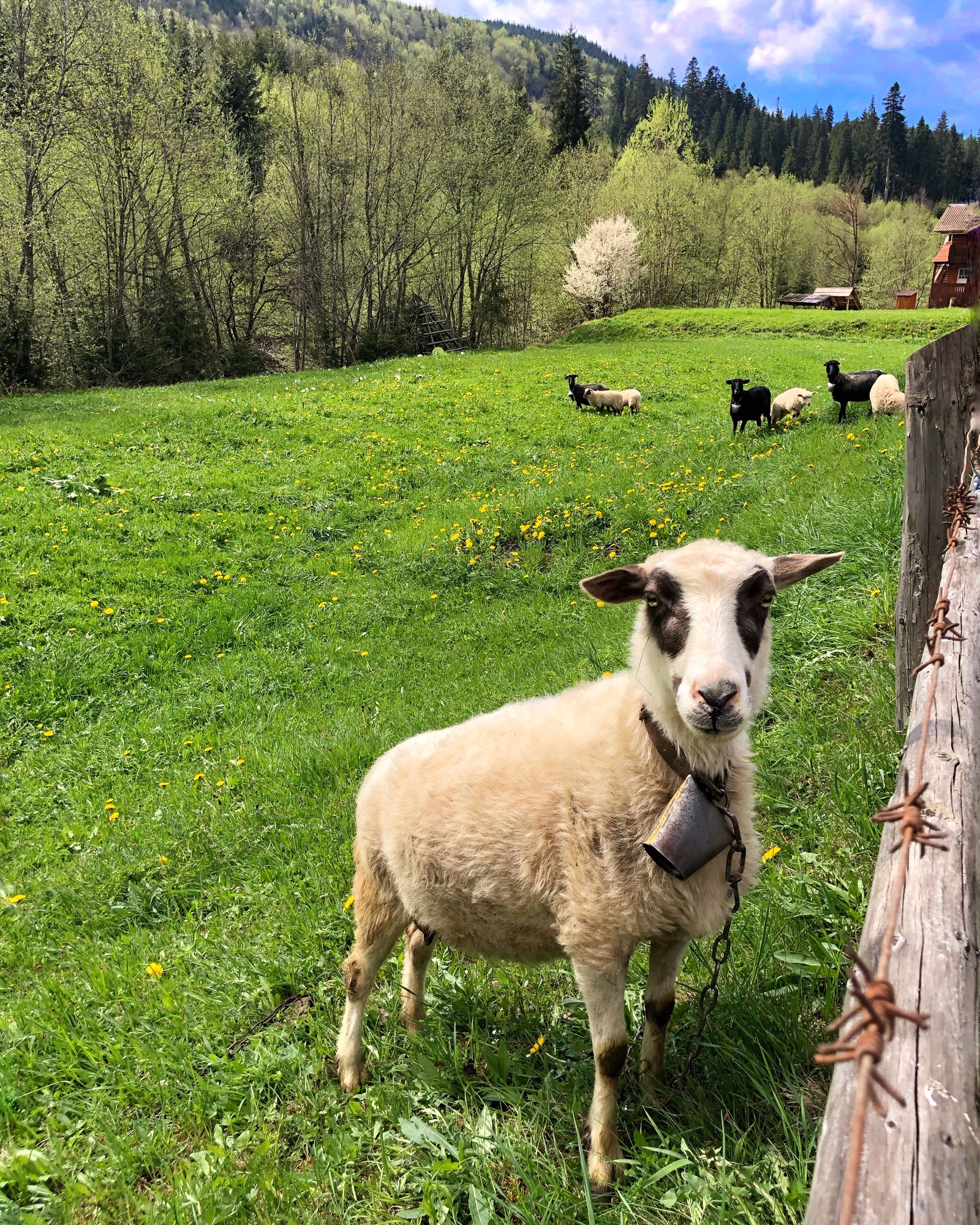 There is a sheep that is standing in the grass by a fence (sheep, grass, natural environment, green, pasture)