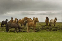 Horde de mustangs dans un paysage naturel sous un ciel nuageux