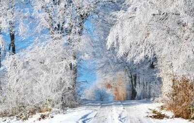 temporada, invierno, nieve, árbol, congelación