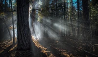 Sunlight Filtering Through an Old Growth Forest