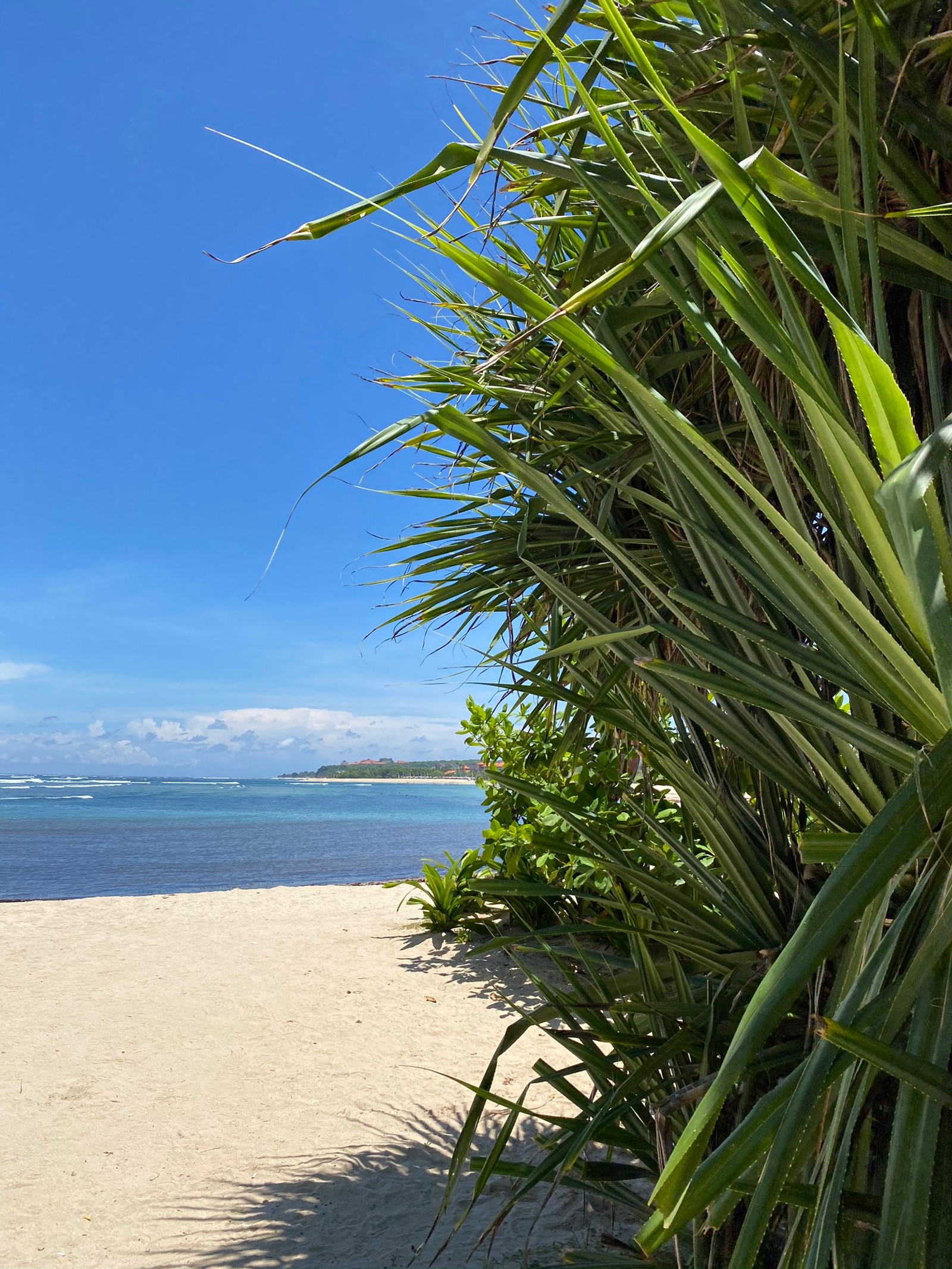 There is a surfboard that is sitting on the sand (grasses, water, palm trees, ocean, azure)