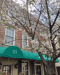 Les fleurs de cerisier fleurissent sur la façade urbaine dans le quartier printanier