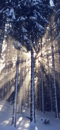 Bosque nevado iluminado por el sol con rayos radiantes a través de altos árboles