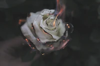 Burning Rose: A Contrast of Beauty and Destruction