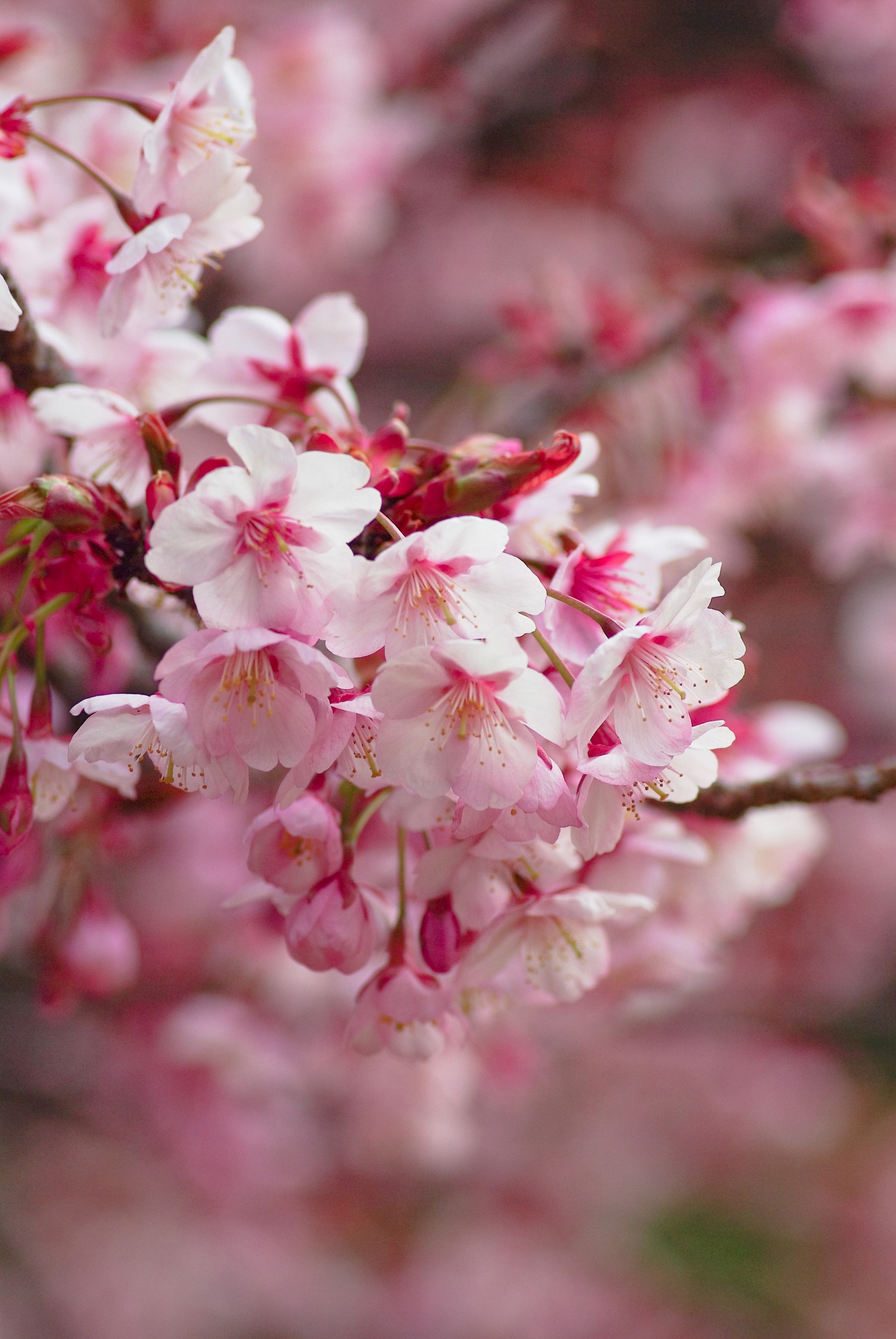 blossom, cherry blossom, flower, plant, spring wallpaper