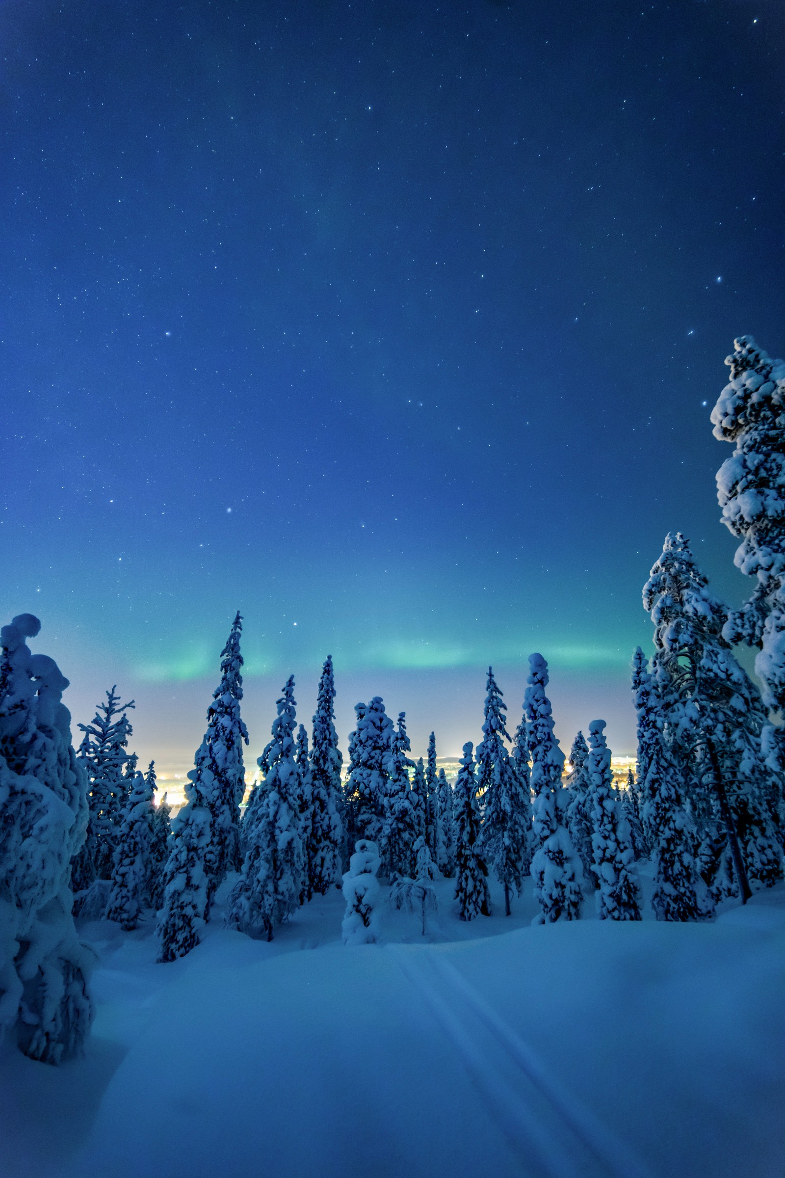 Snowy trees in the foreground with a bright green aurora in the sky (night, winter, snow, nature, tree)