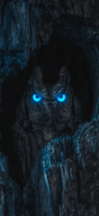 darkness, owl, electric blue, snout, terrestrial animal wallpaper