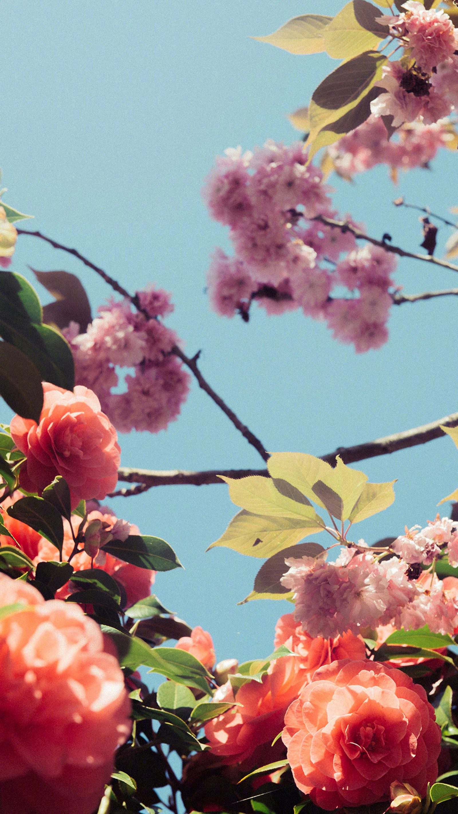 There is a bird sitting on a branch of a tree with flowers (blossom, cherry blossom, flowering plant, plum, flower)