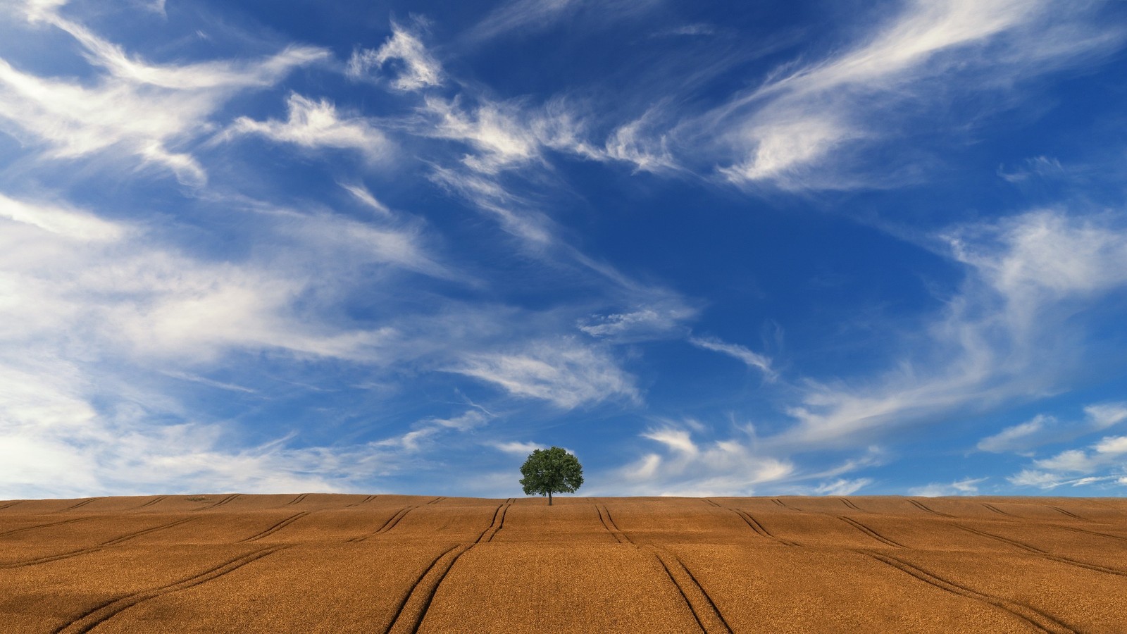 Un árbol solitario se erige en un campo con un cielo azul. (día, nube, campo, horizonte, llanura)