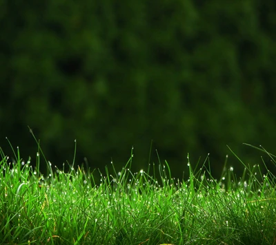 Morgentau auf lebendigem grünem Gras