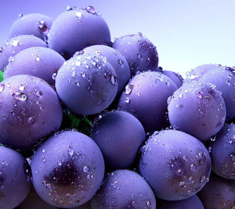 A close up of a bunch of purple grapes with water droplets (nexus, nice)