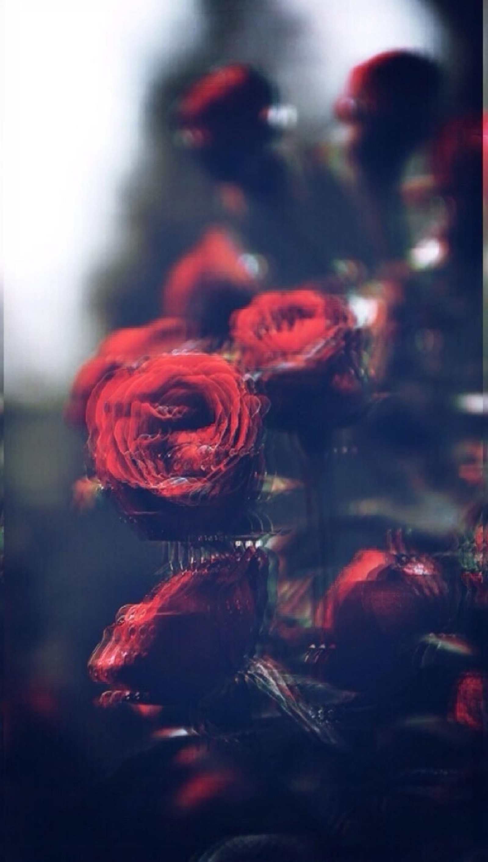 There are many red roses in a vase on a table (fgh, gfd)