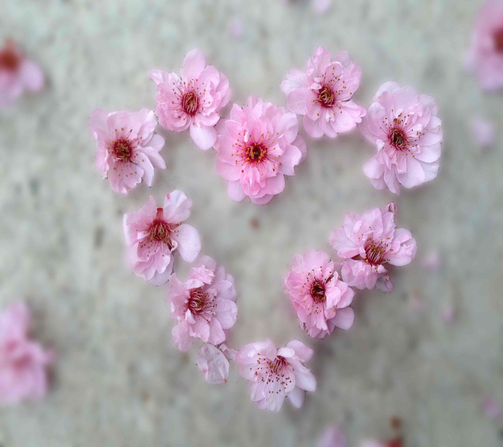 Ein herz aus rosa blumen auf einer weißen oberfläche (blume, herz)