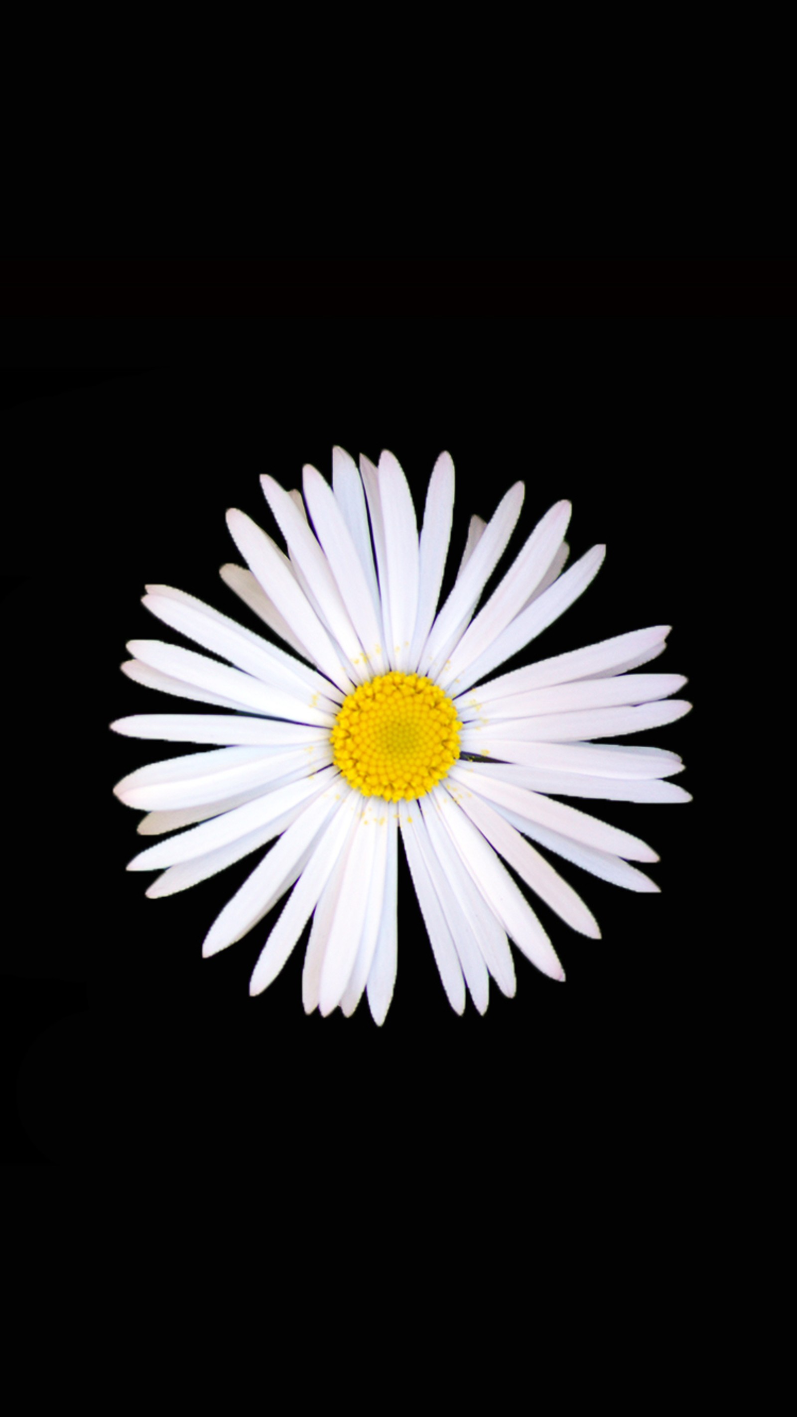 black, daisy, flower, white wallpaper