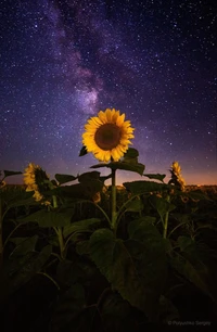 sunflower, space wallpaper