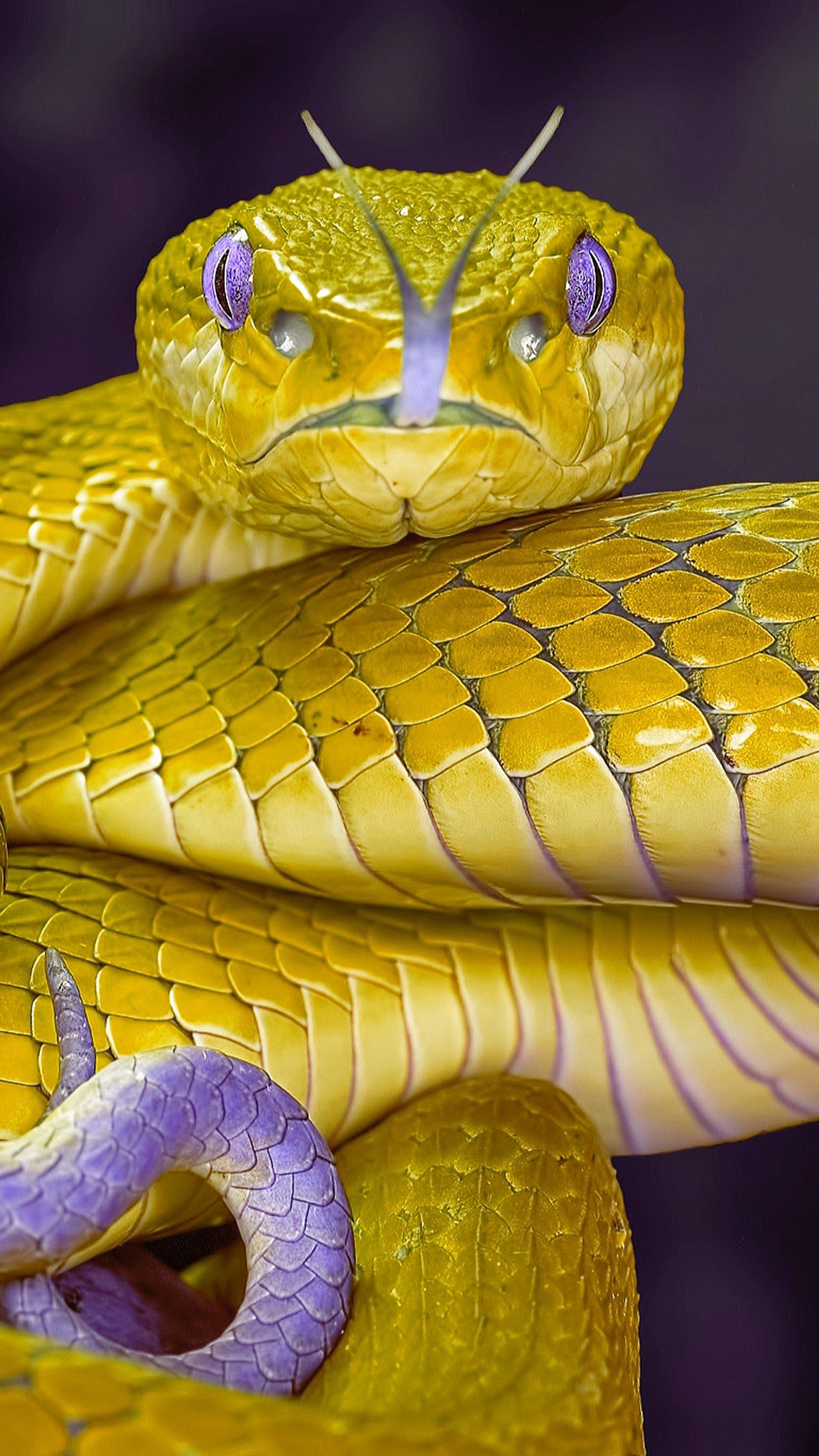 animal, hd, leather, snake, yellow wallpaper