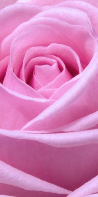 flor, rosa