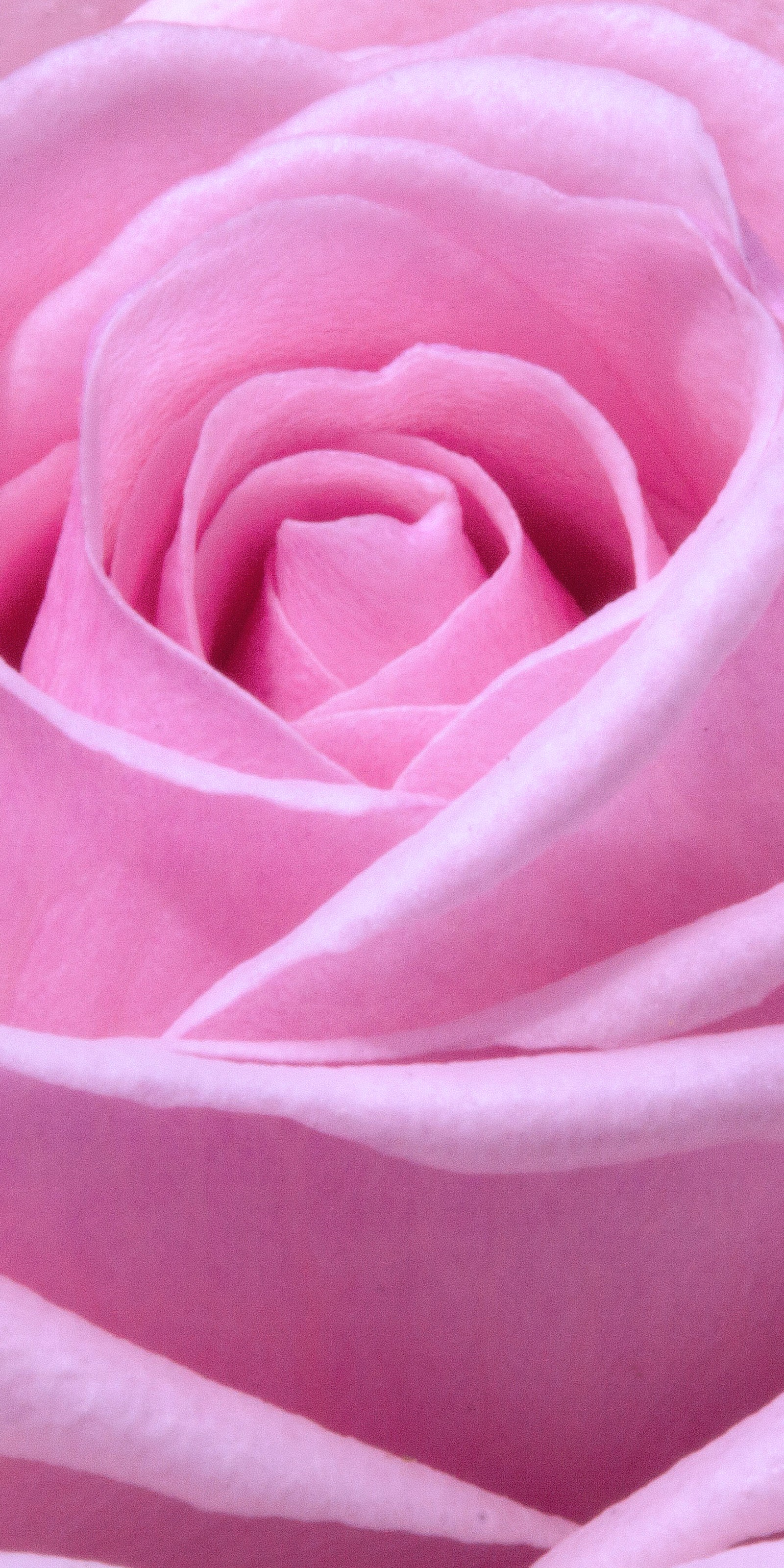 flower, pink, rose wallpaper