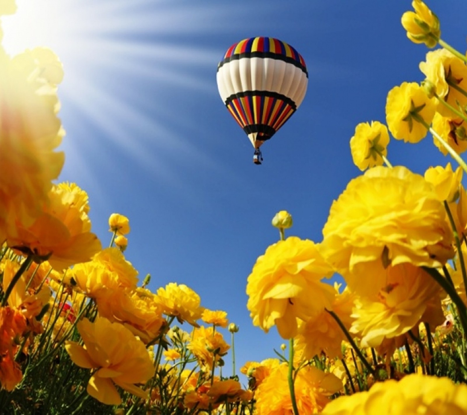 Um close de um balão de ar quente voando sobre um campo de flores amarelas. (flores, primavera)