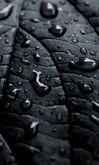 bb, black leaf, wallpaper