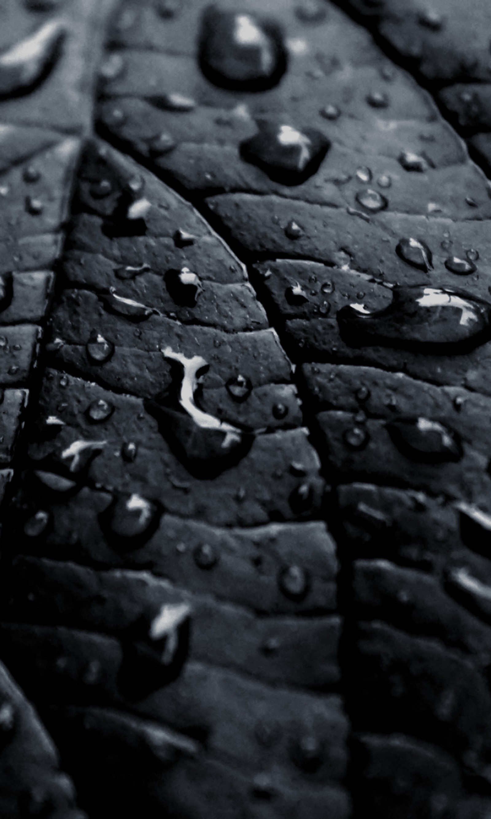 A close up of a leaf with water droplets on it (bb, black leaf, wallpaper)