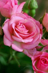 flor, rosa