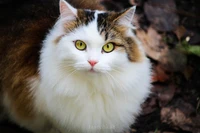 Chat moelleux avec des yeux jaunes frappants