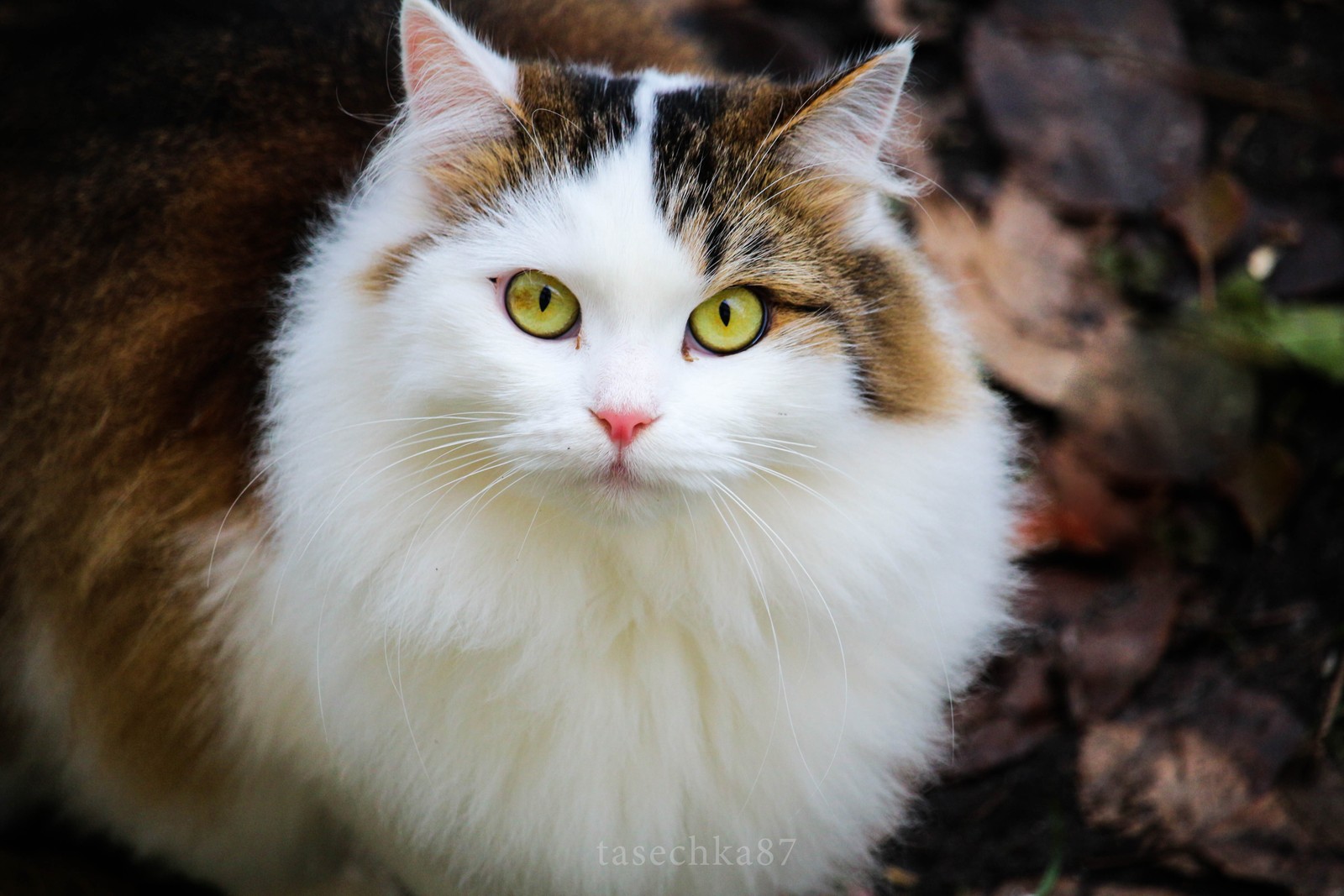 Eine katze, die auf dem boden sitzt und in die kamera schaut (tier, gato, flauschig)