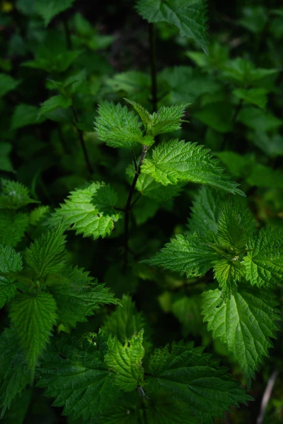 abej, beograd, verde, hojas, nettle