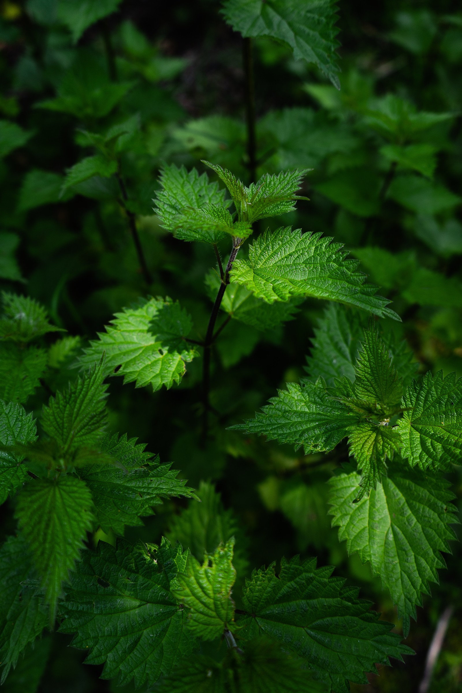 Un gros plan d'une plante avec des feuilles vertes dans la forêt (abej, beograd, vert, feuilles, nettle)