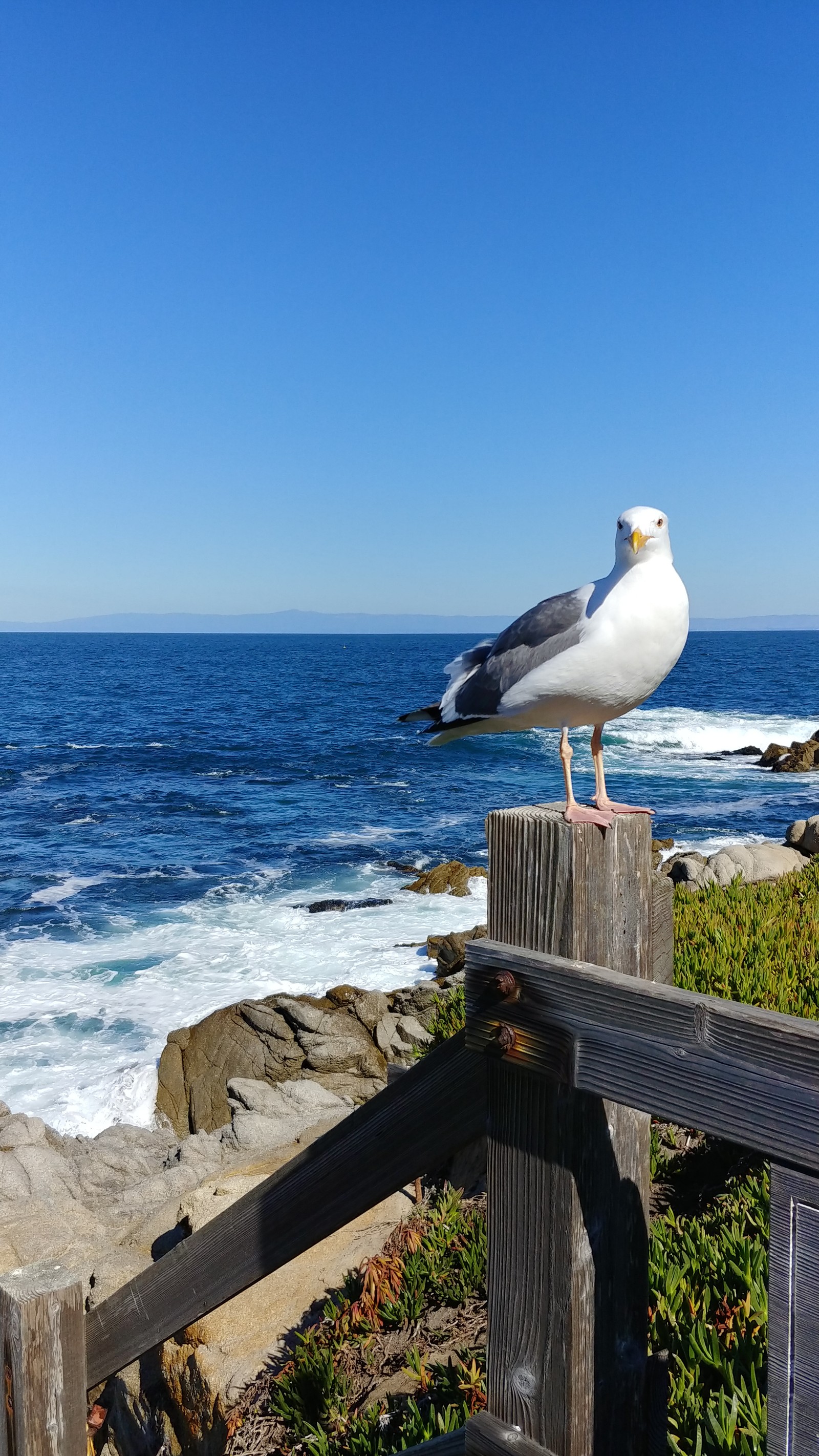 There is a seagull standing on a wooden fence by the ocean (gull, ocean)