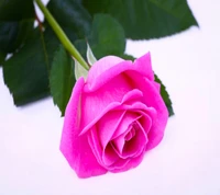 Elegant Pink Rose on a White Background