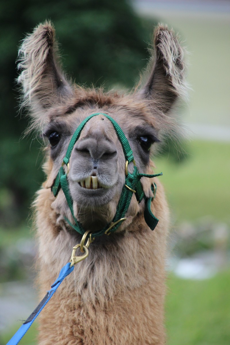 Лама с упряжкой на голове (животное, животные, осел, donkeys, лошадь)