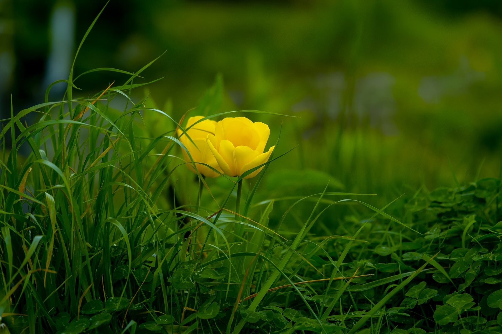 Il y a une fleur jaune dans l'herbe. (plante à fleurs, fleur, vert, jaune, herbe)