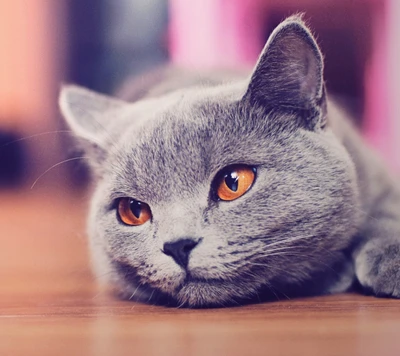 Gray Kitten with Golden Eyes, Resting and Pensive