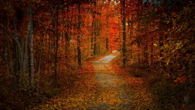 Herbstweg durch einen lebhaften Wald