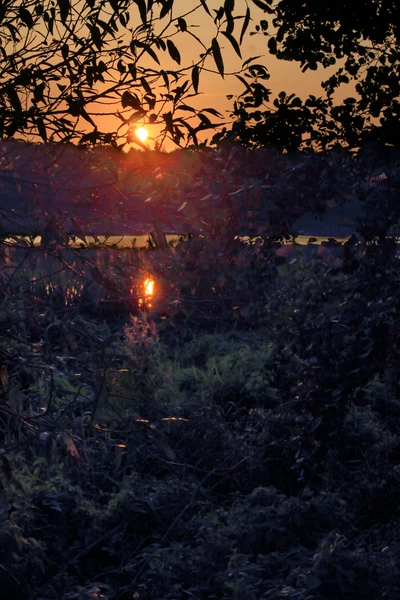 Reflexão serena do pôr do sol entre galhos de árvores