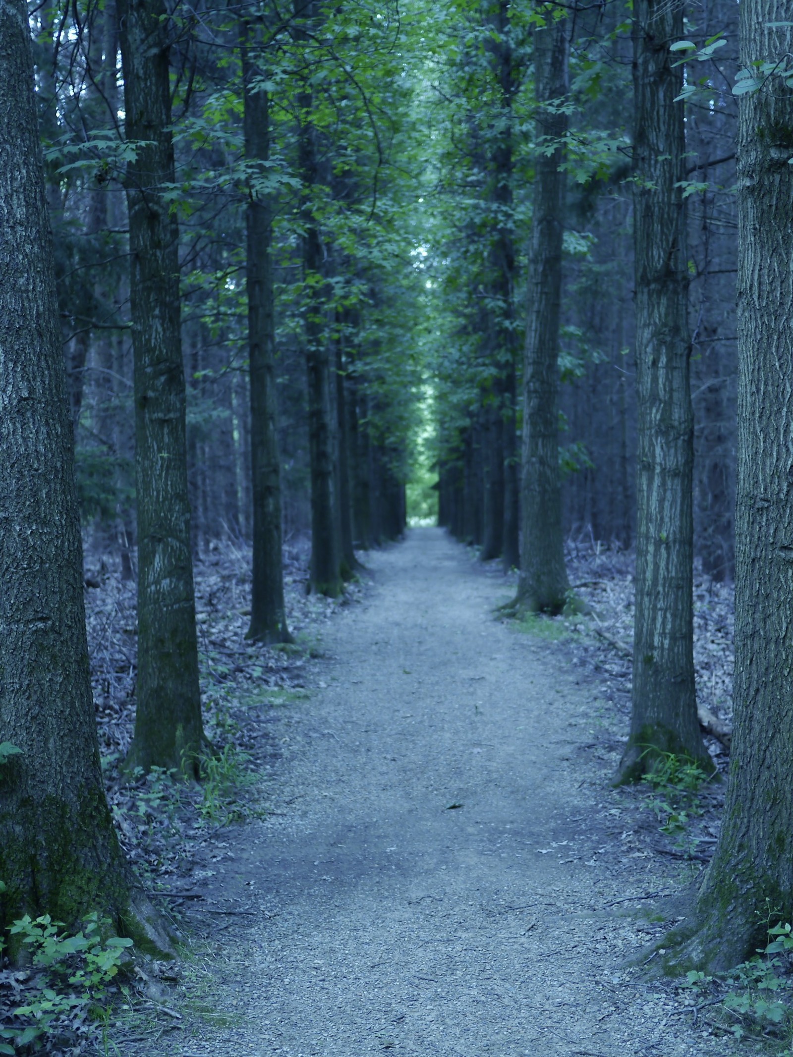 Il y a un chemin au milieu d'une forêt avec des arbres (arbre, forêt, nature, boisé, forêt dépicéas et de sapins)