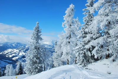 Árvores de pinho cobertas de neve sob um céu azul claro em uma paisagem montanhosa de inverno.